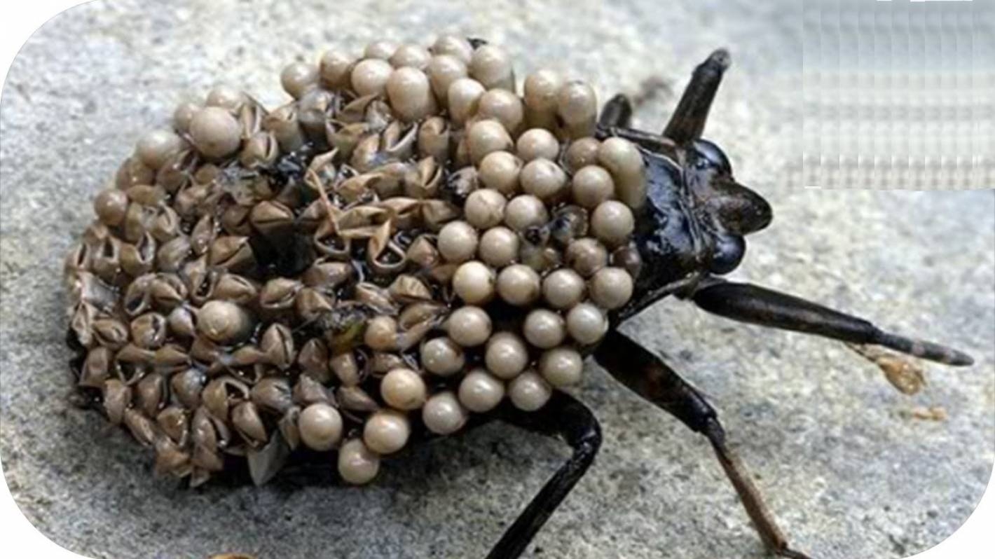 Страшный мир насекомых. Бушменский ядовитый Жук. Самые жуткие насекомые в мире.