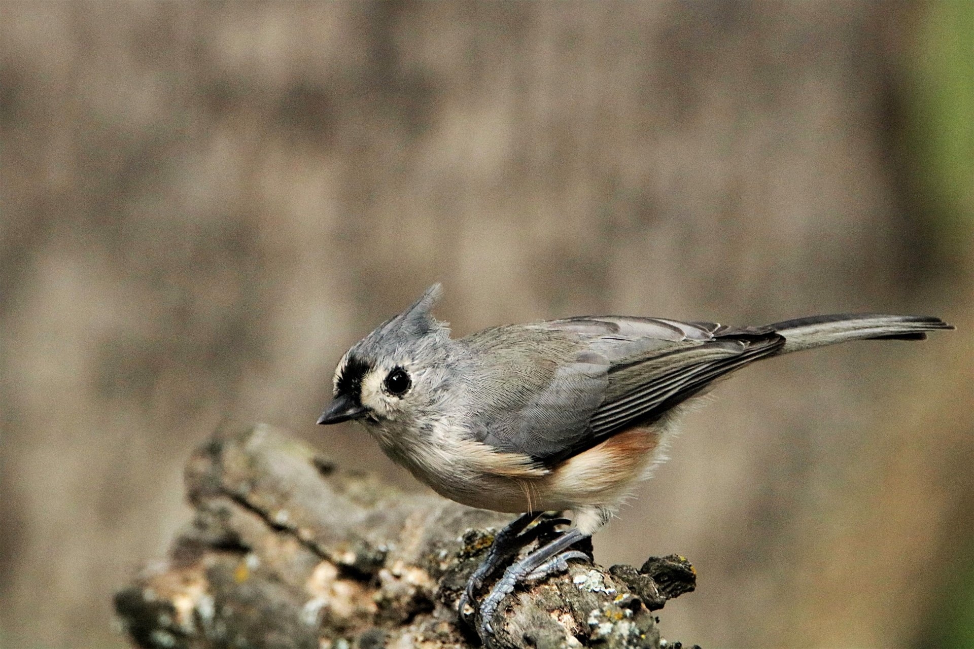 Titmouse. Серая птичка с хохолком. Горихвостка-Чернушка пение. Маленькая серенькая птичка с хохолком. Хохлатая синица ТИТМАУС.