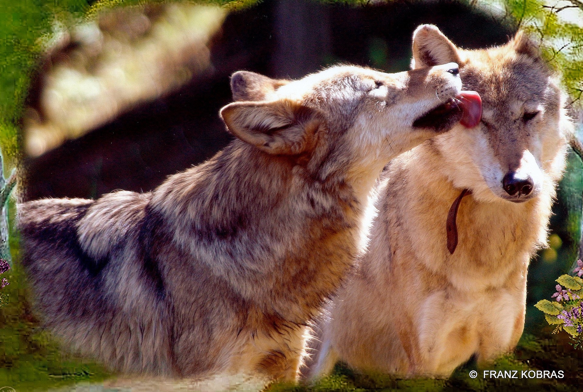 Полюбить волка. Любовь Волков. Нежность Волков. Волк и волчица. Влюбленные волки.