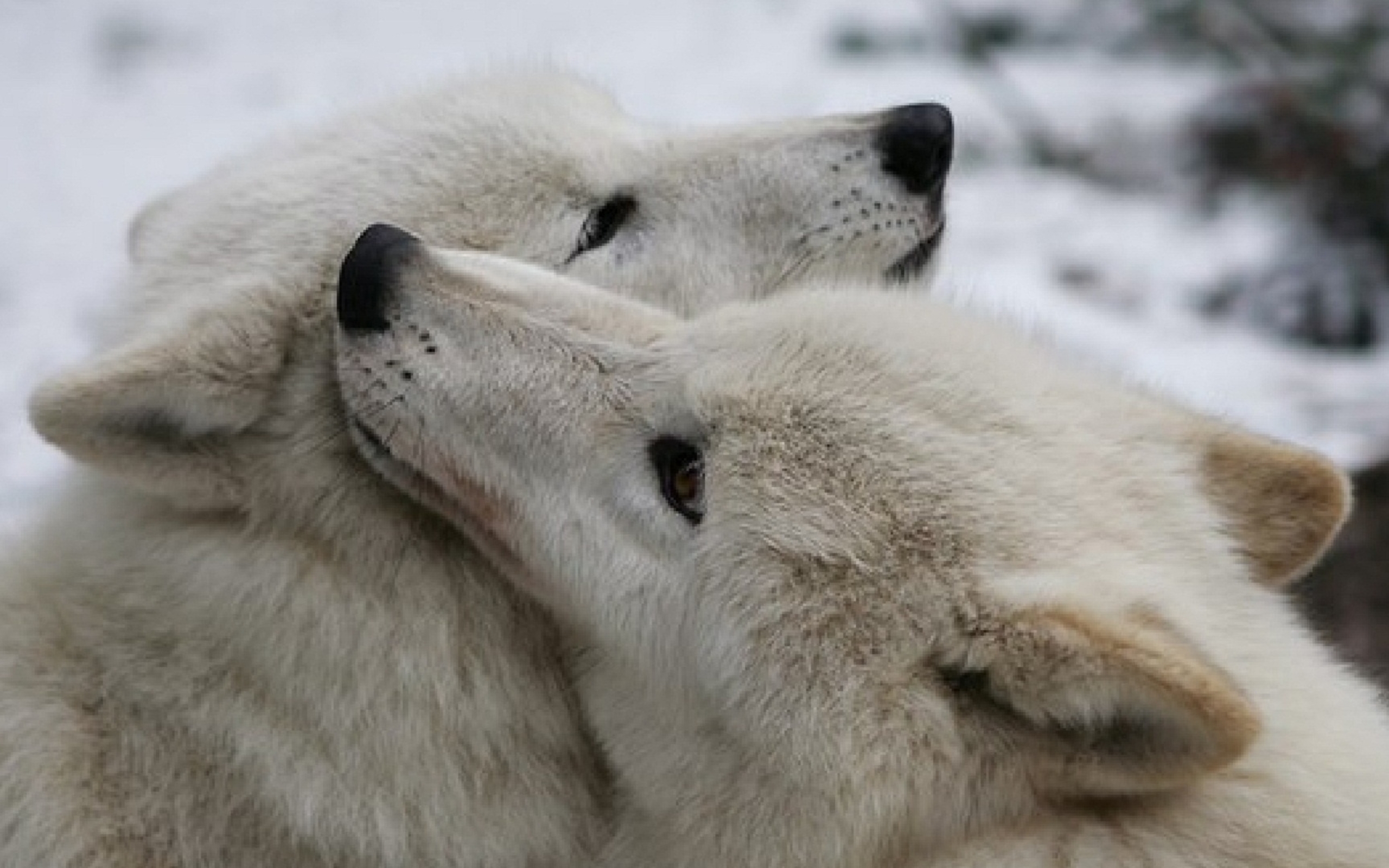 Ну чем угодно. Любовь животных. Влюбленные волки. Нежность животных. Волки любовь верность.