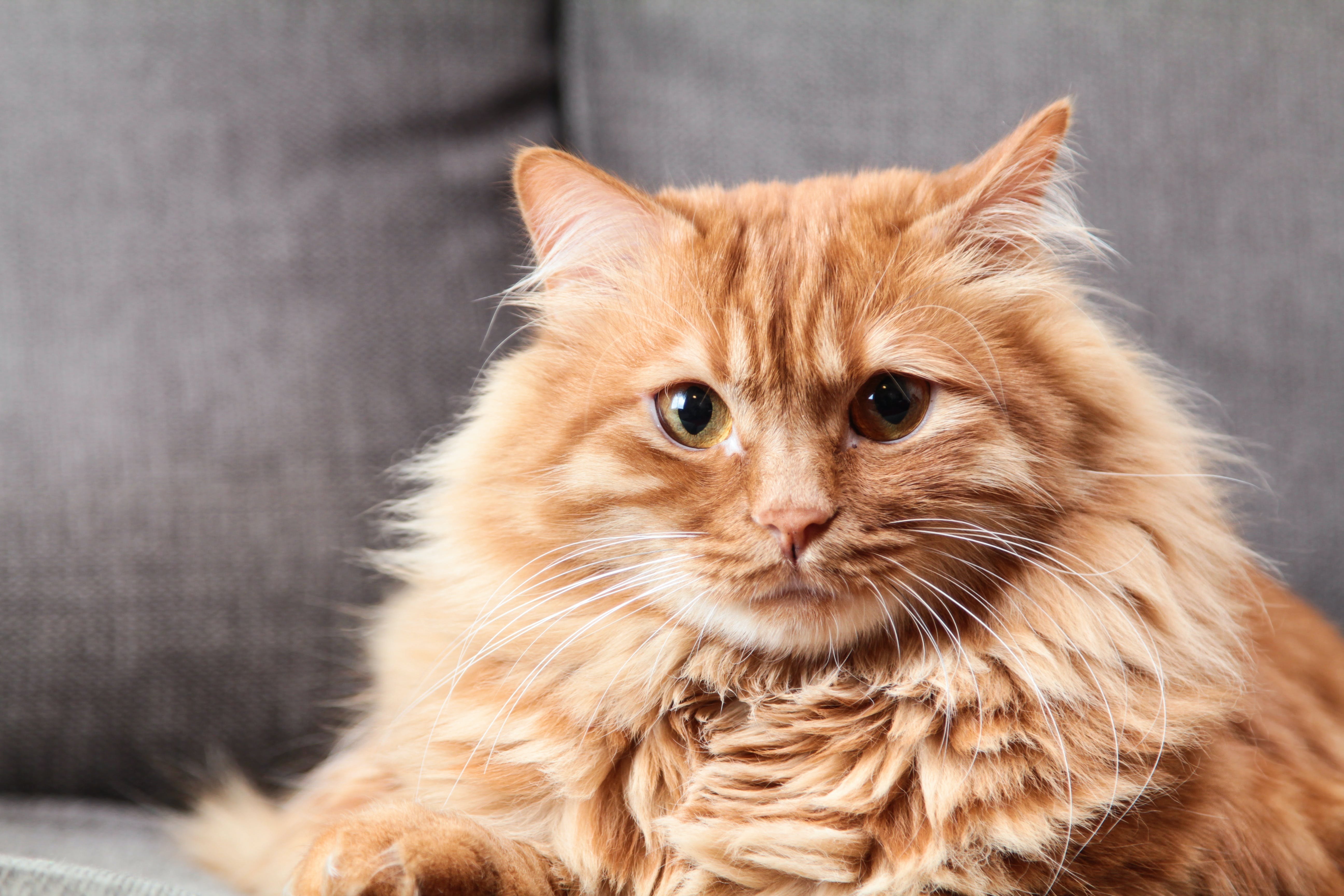 Рыжие породы кошек с фотографиями. Сибирская кошка рыжая короткошерстная. Европейская длинношерстная кошка рыжая. Сибирская кошка рыжая длинношерстная. Сибирский Мейн кун рыжий.