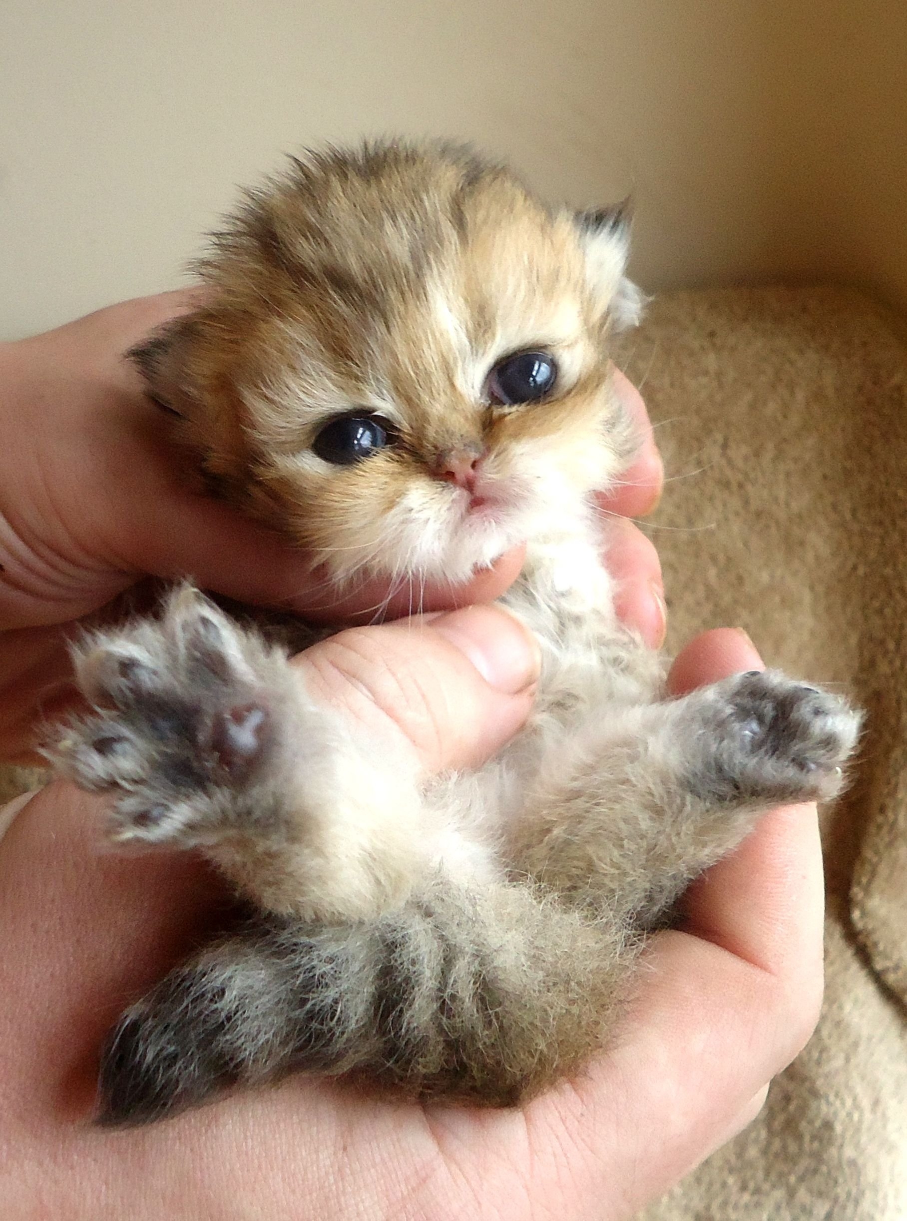 Хочу маленькие котики. Маленький котенок. Самые милые котята. Маленькие котяры. Кошки маленькие милые.