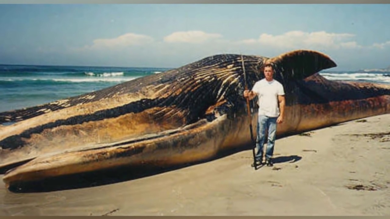 Самые большие животные список. Самый гигантский кит в мире. Огромные животные на земле. Самый большой синий кит в мире.
