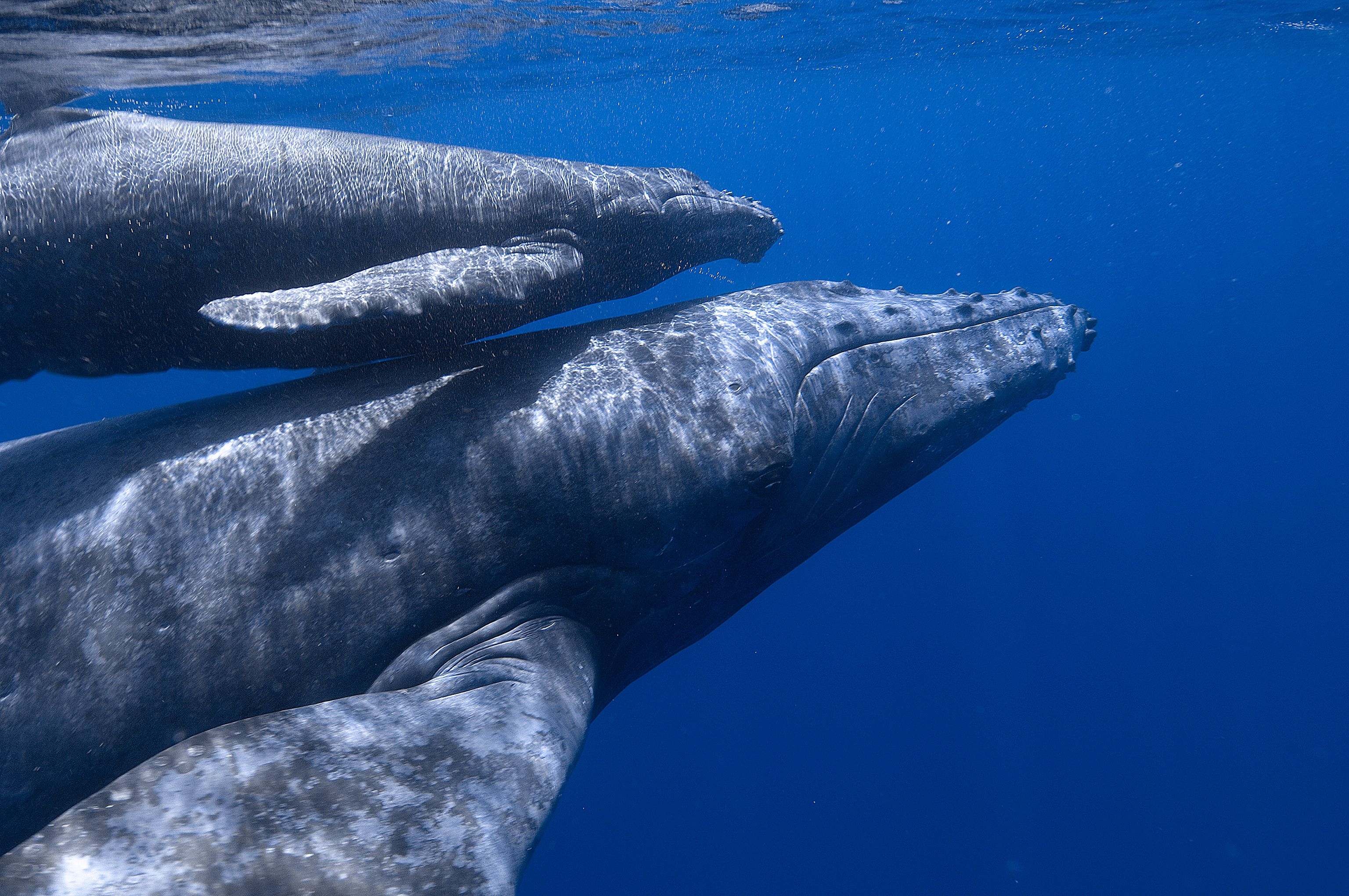 Жизнь синих китов. Резерват китов Эль-Вискаино. Китообразные синий кит. Синий кит (голубой кит). Горбатый кит.