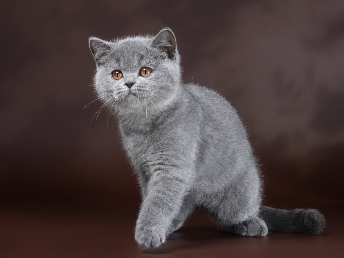 Фотографии кошки британской породы. Порода кошек британец. Британская короткошёрстная кошка. Британская кошка короткошерстная серая. Папола кошак британец.