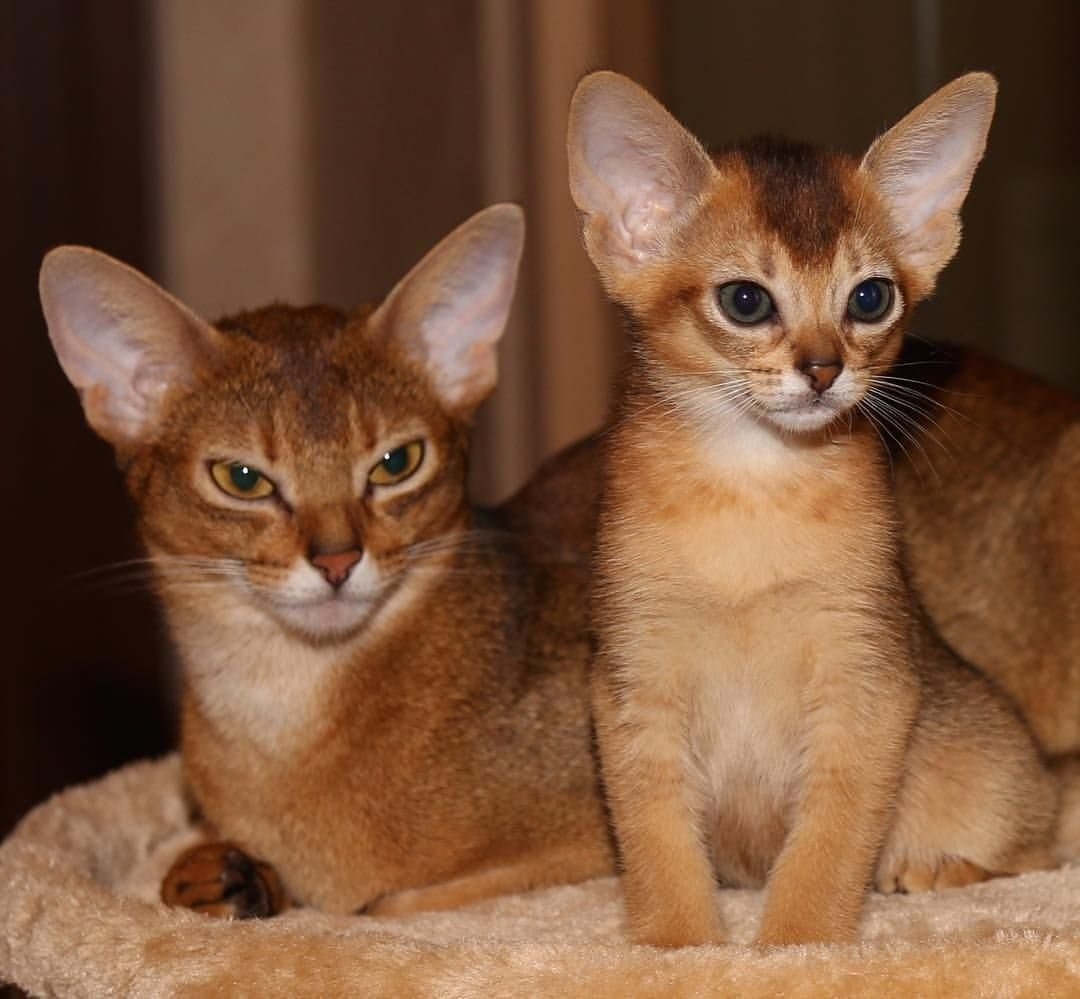 Фотографии абиссинскую породу. Абиссинская кошка. Кот породы абиссинец. Абиссинская кошка котёнок. Абиссинские котята.