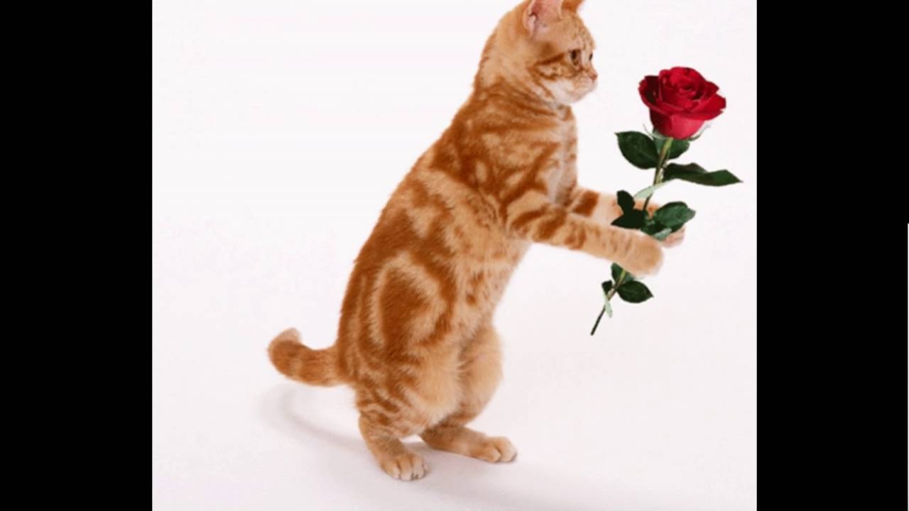 Гифка дарит цветок. Рыжий котик и цветок. Кошка дарит цветы. Котик дарит цветочек. Рыжий кот дарит цветы.