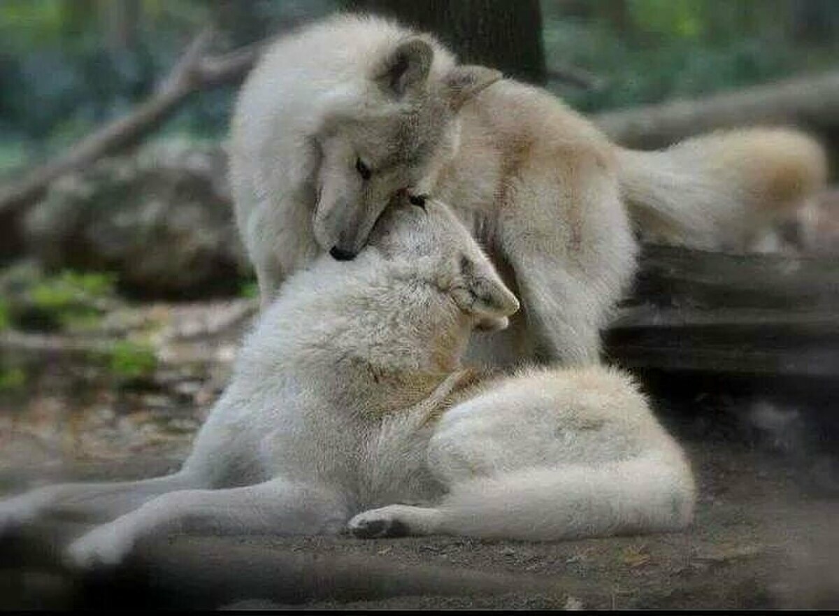 Ласковые звери фото. Волк и волчица любовь. Нежность Волков. Влюбленные волки. Объятия животных.