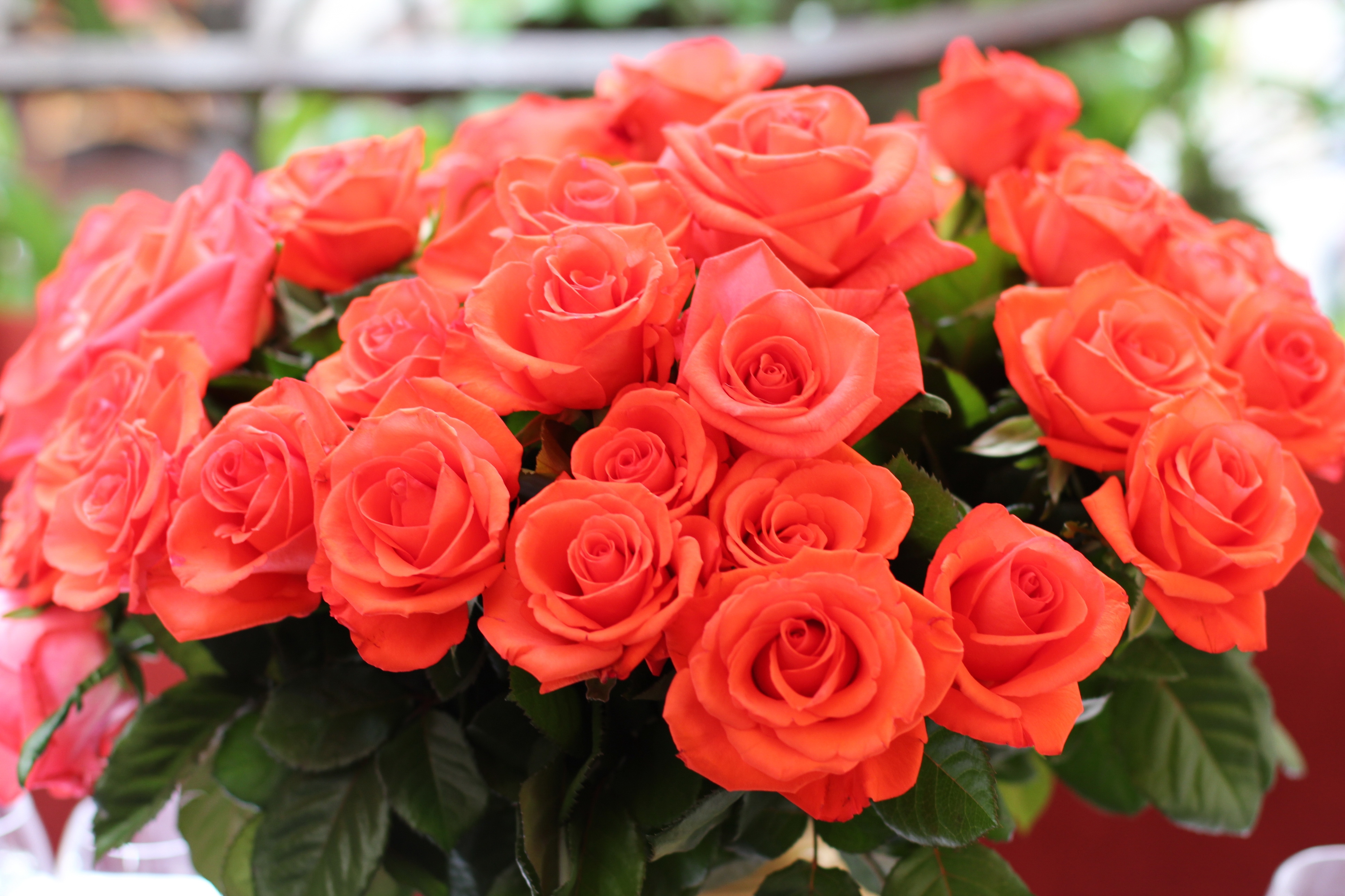 Фотки красивых роз. Красивые розы. Роскошные цветы. Красивый букет. Роскошный букет.