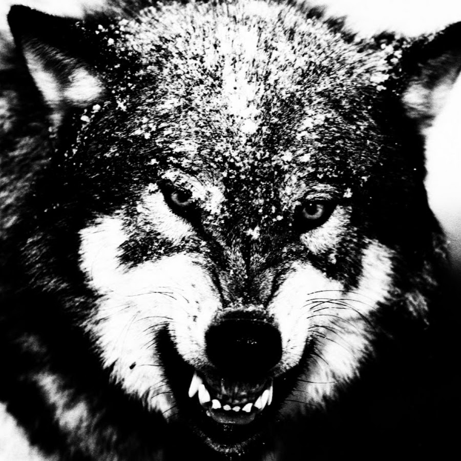 Волк на телефон оскал. Оскаленный волк. Оскал Волков. Волчий оскал. Оскал волка картинки.