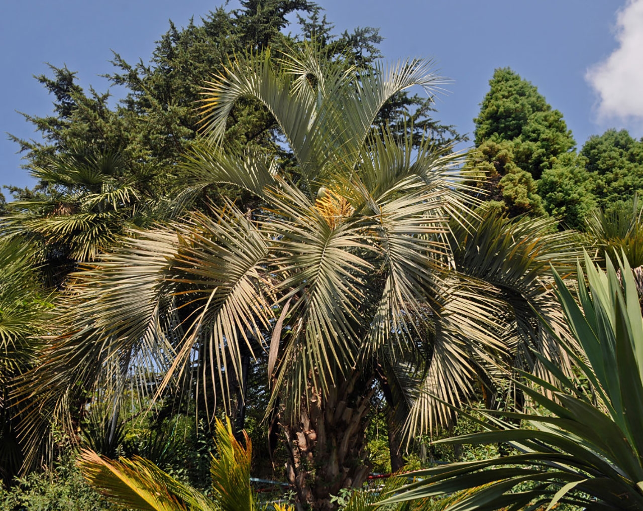 В какой природной зоне растет пальма. Бутия головчатая. Пальма Бутия головчатая. Пальма Бутия головчатая Сочи. Butia capitata (Бутия головчатая).