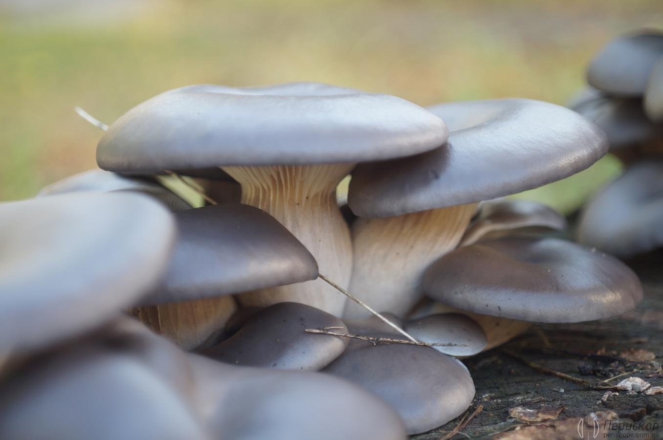 Поганки растущие на пне. Пеньковые грибы съедобные. Грибы растущие на пнях. Съедобные грибы на пнях. Съедобные грибы растущие на пеньках.
