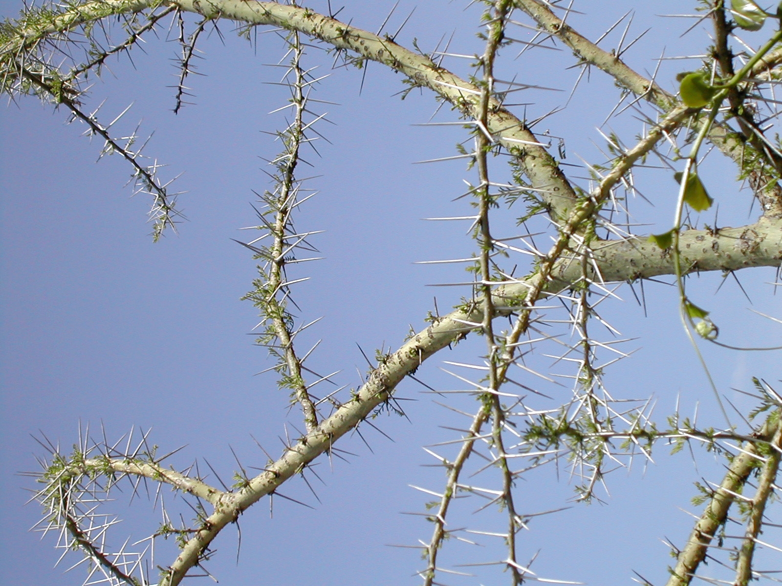 Есть ли ветка. Акация колючая. Акация колючая Acacia victoriae. Акация камеденосная шипы. Акация дерево колючки.