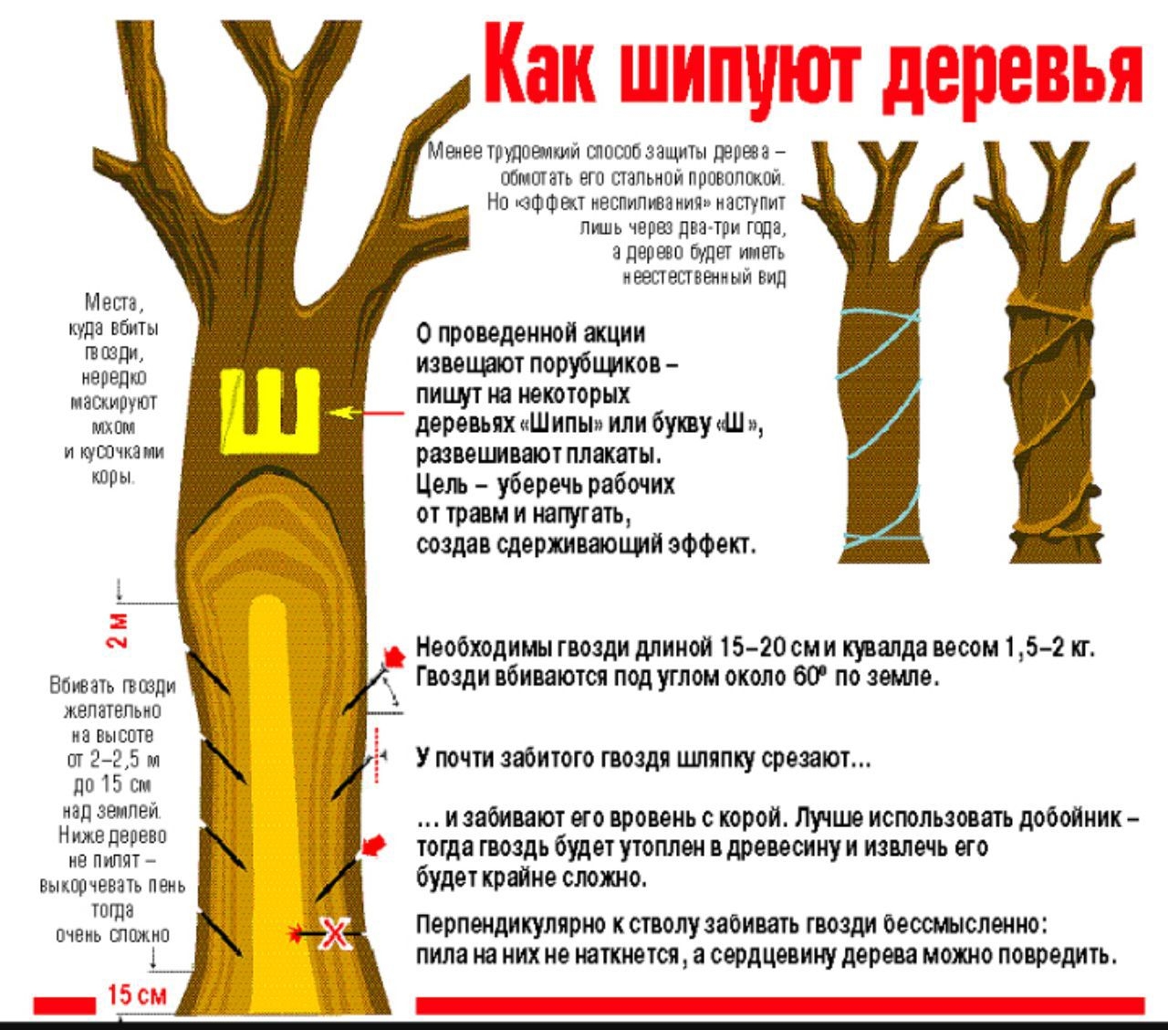 Можно есть дерево. Шипование деревьев. За шипованные деревья. Гвозди в стволе дерева. Гвоздь вбитый в дерево.