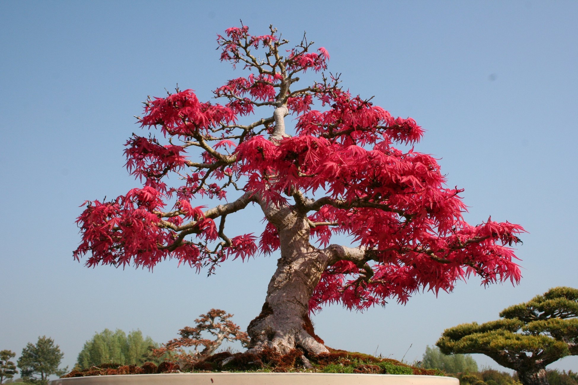 Покажи красивое дерево. Делоникс Королевский бонсай. Сакура Делоникс. Церцис канадский бонсай. Японский дуб мидзунара.