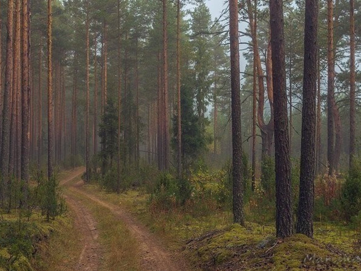 Раньше лес. Сосновый Бор Вологодская область. Шольский лес Вологодская область. Сосновый Бор Вологодская область лес. Ширингинский Сосновый Бор.