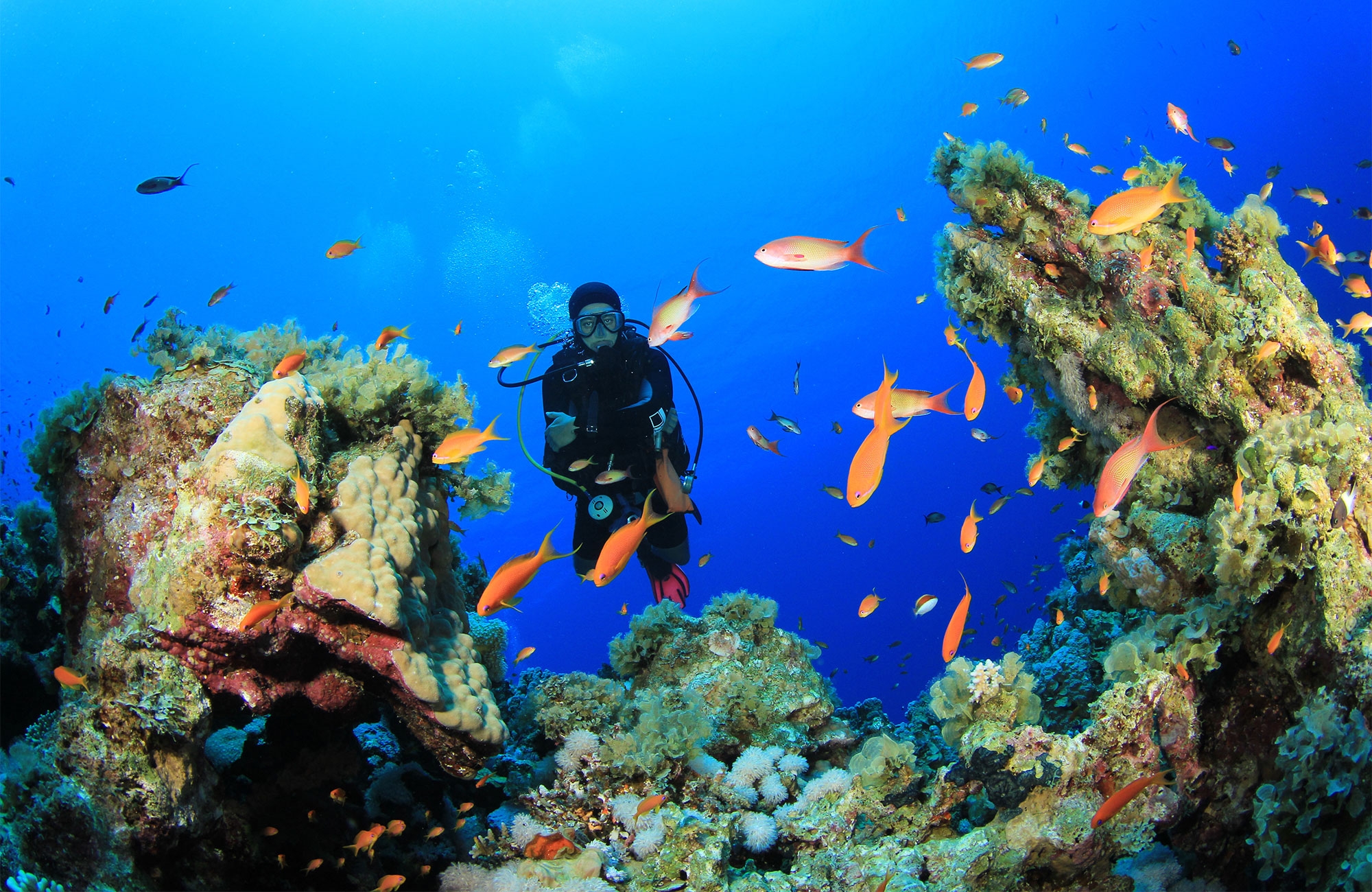 Коралловые рифы в хургаде. Красное море риф Шарм Эль Шейх. Подводный мир Египта Шарм-Эль-Шейх. Египет шармаль Шейх море. Снорклинг в Египте Шарм-Эль-Шейх.