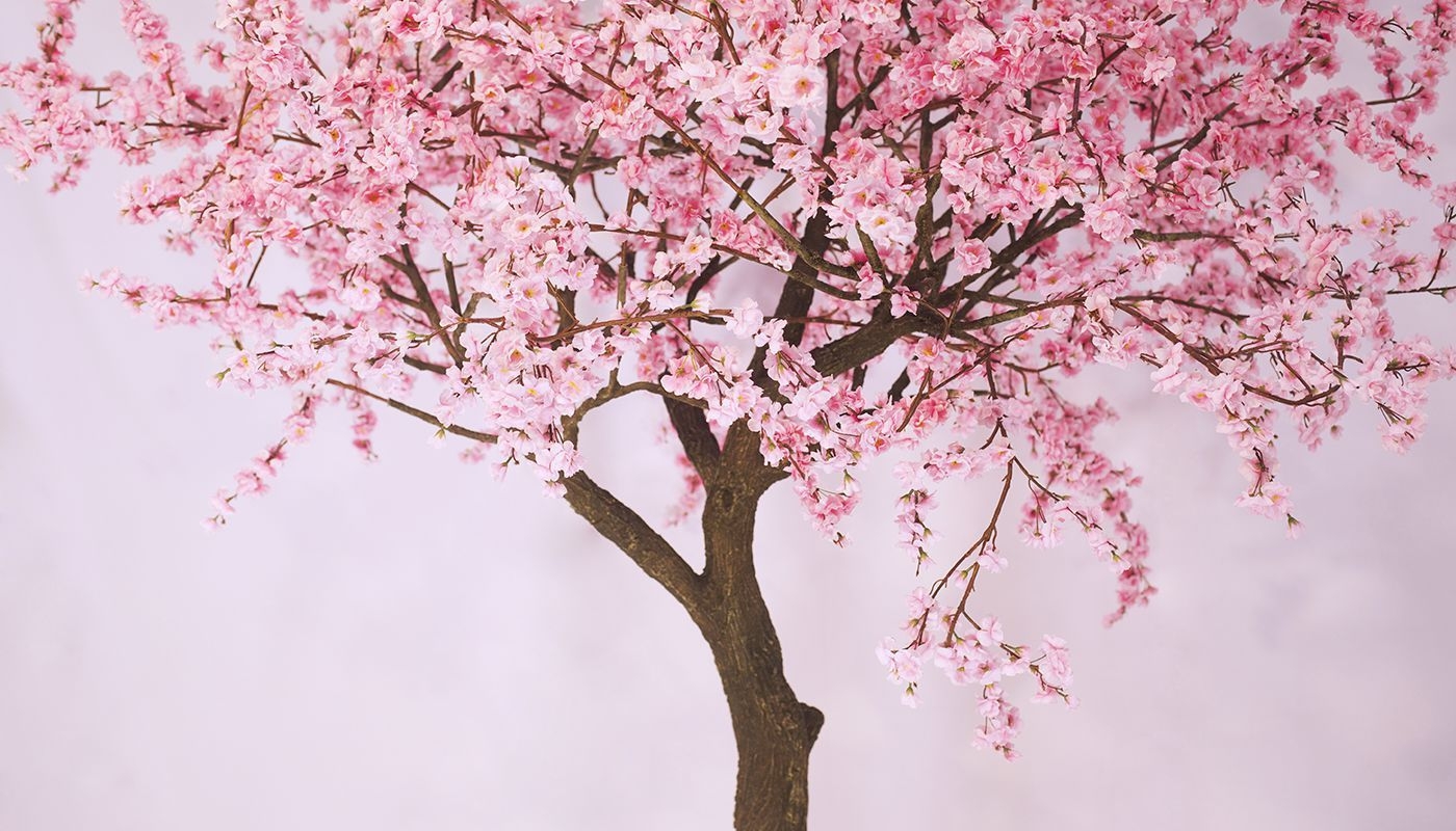 Дерево с розовыми ветками. Сакура плодоносит. Сакура с1221м. Сакура зимостойкая дерево. Древесина Сакуры.