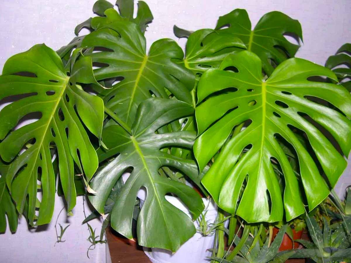 Комнатные растения большие листья фото с названиями. Монстера Деликоса. Монстера мужегон.