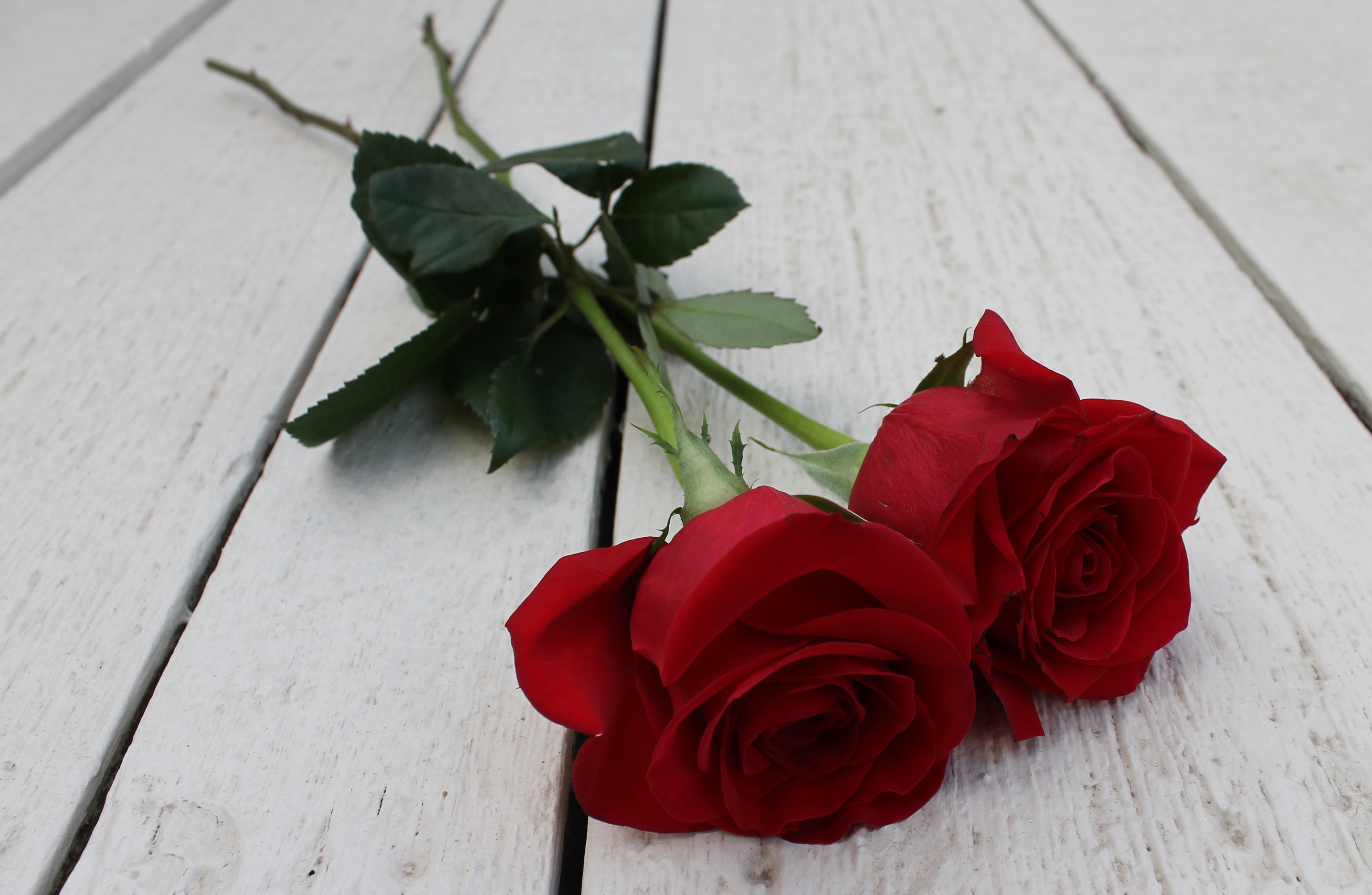 Четные и нечетные цветы дарят. Красные розы. Две розы. Розы лежат на столе.