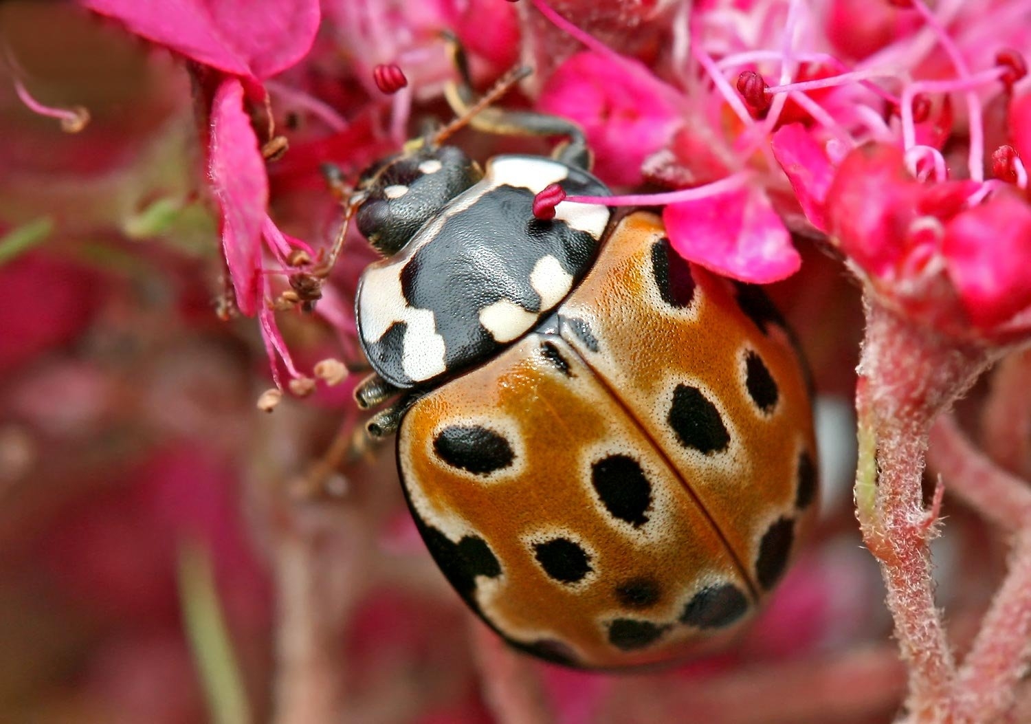 Фотки божьей коровки. Глазчатая Божья коровка. Коровка глазчатая anatis ocellata. Черная Божья коровка. Членистоногие насекомые Божья коровка.