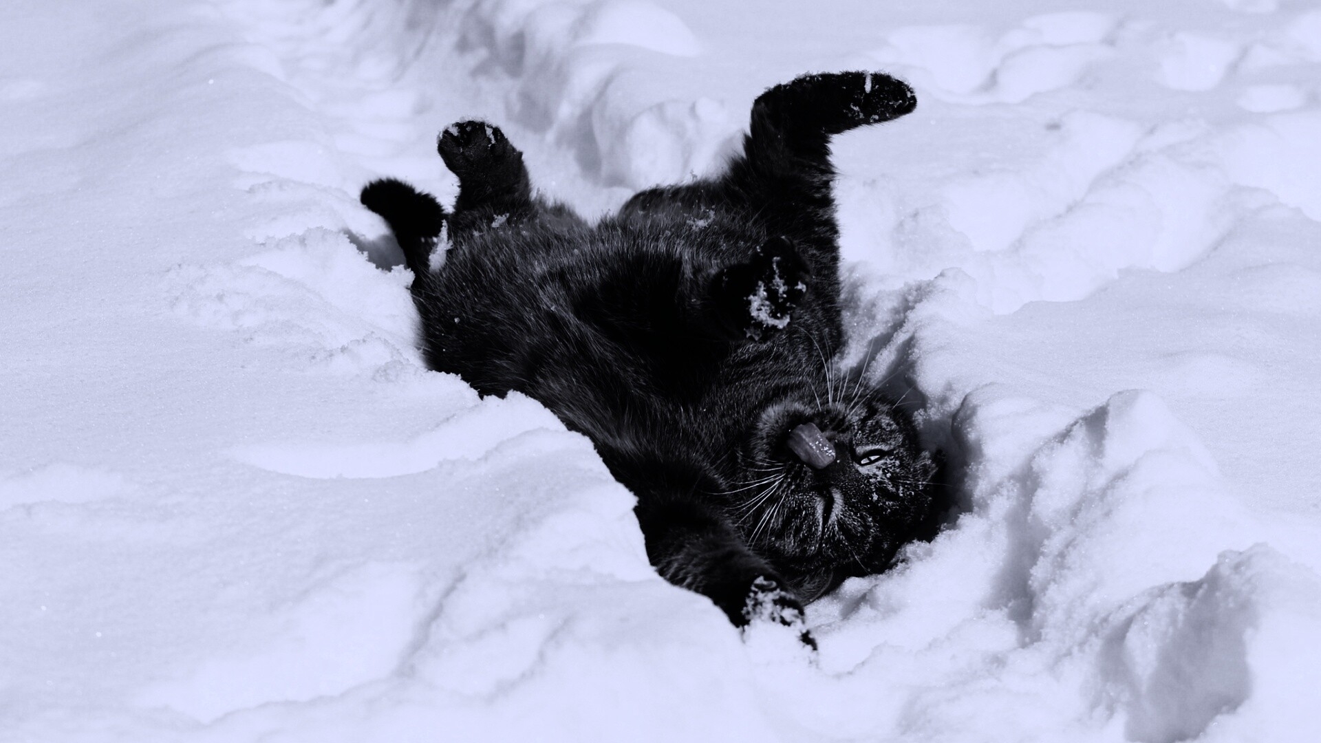 Черные снежки. Кот в снегу. Черный кот в снегу. Черный котенок в снегу. Черная кошка в снегу.