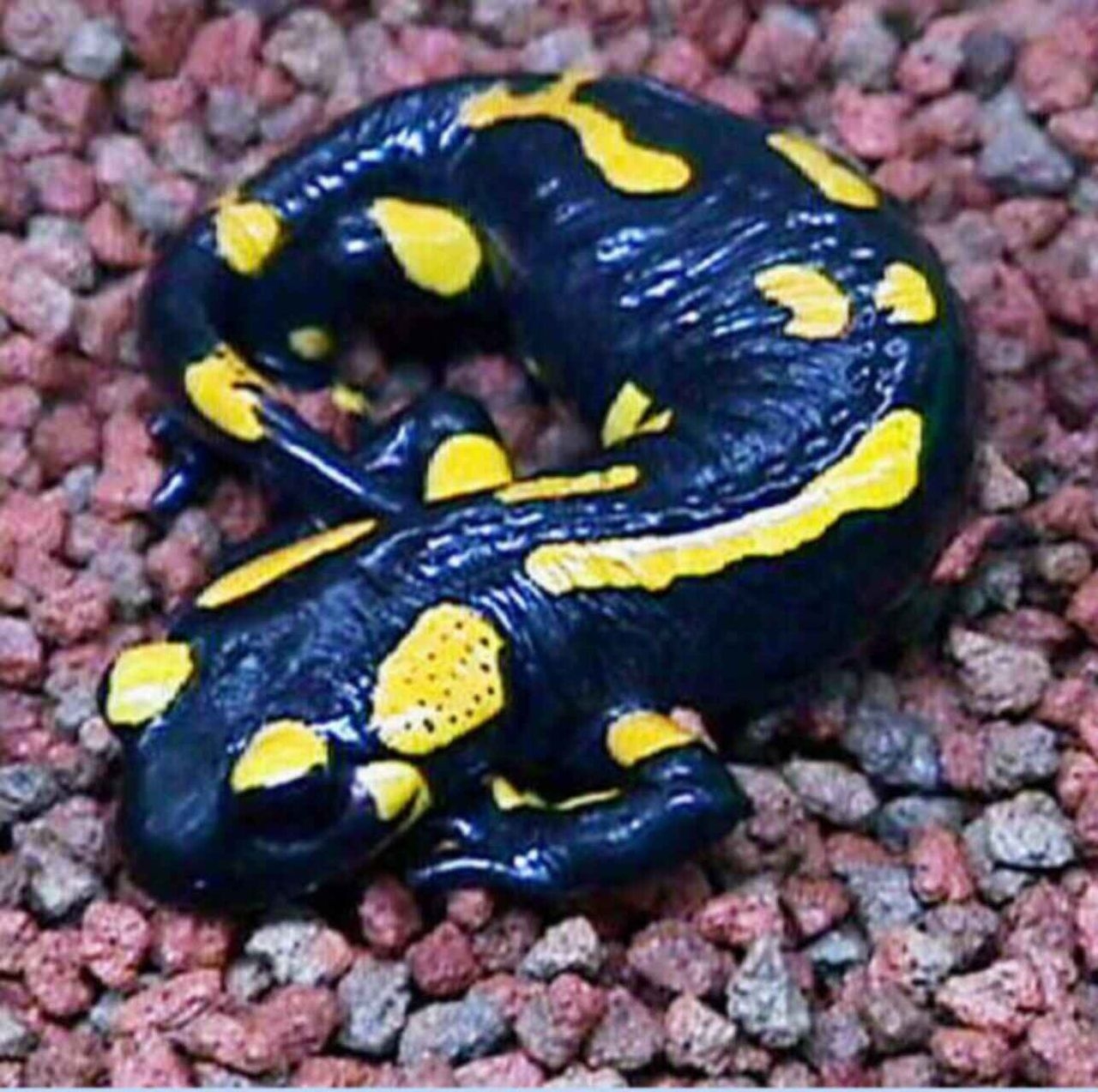 Черно желтая ящерица. Огненная пятнистая саламандра. Саламандра — Огненная ящерица. Саламандра Огненная черная. Саламандра черная с желтыми пятнами.