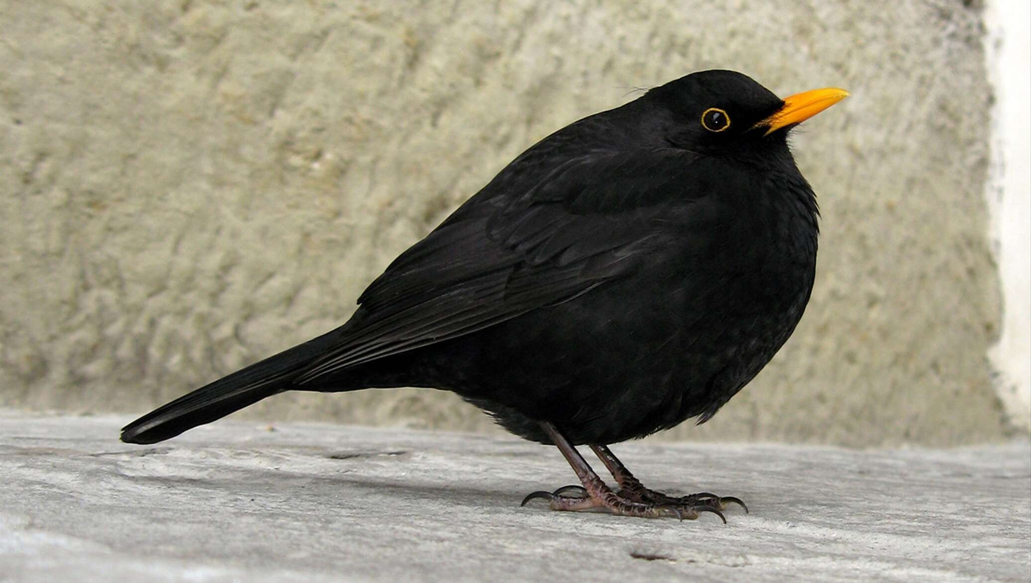 Маленькая черная птичка с желтым клювом