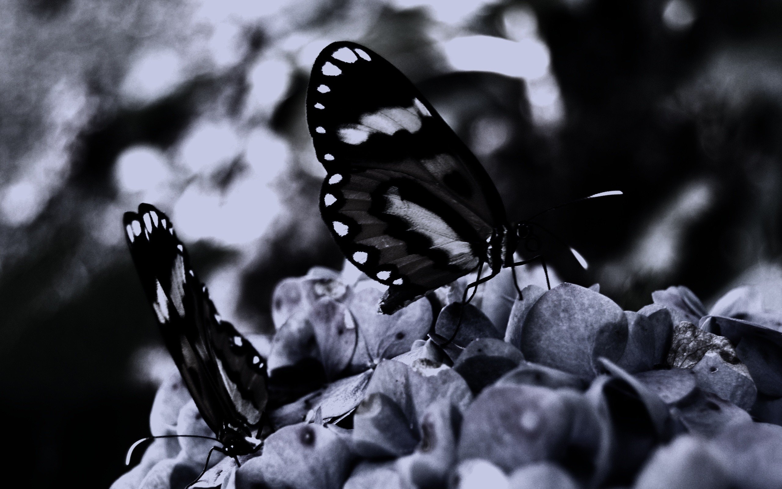 Сохранение темных бабочек в результате. Бабочка черная. Бабочка черно белая. Бабочка белая. Красивая черная бабочка.