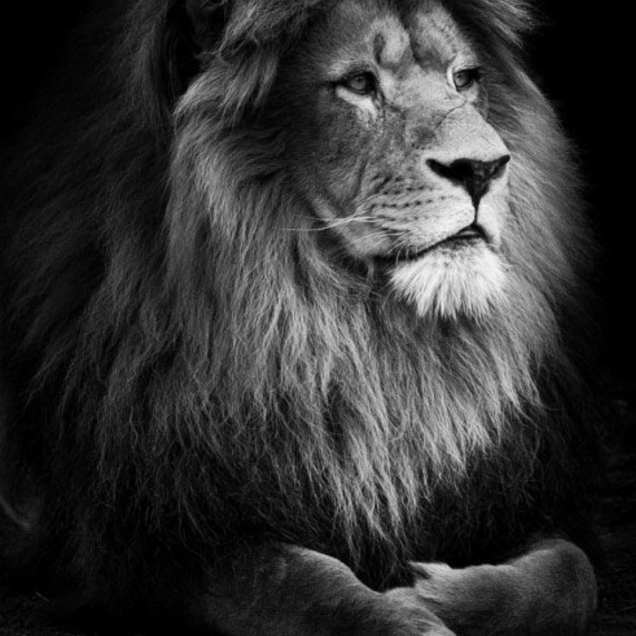фото льва черно белое хорошее качество