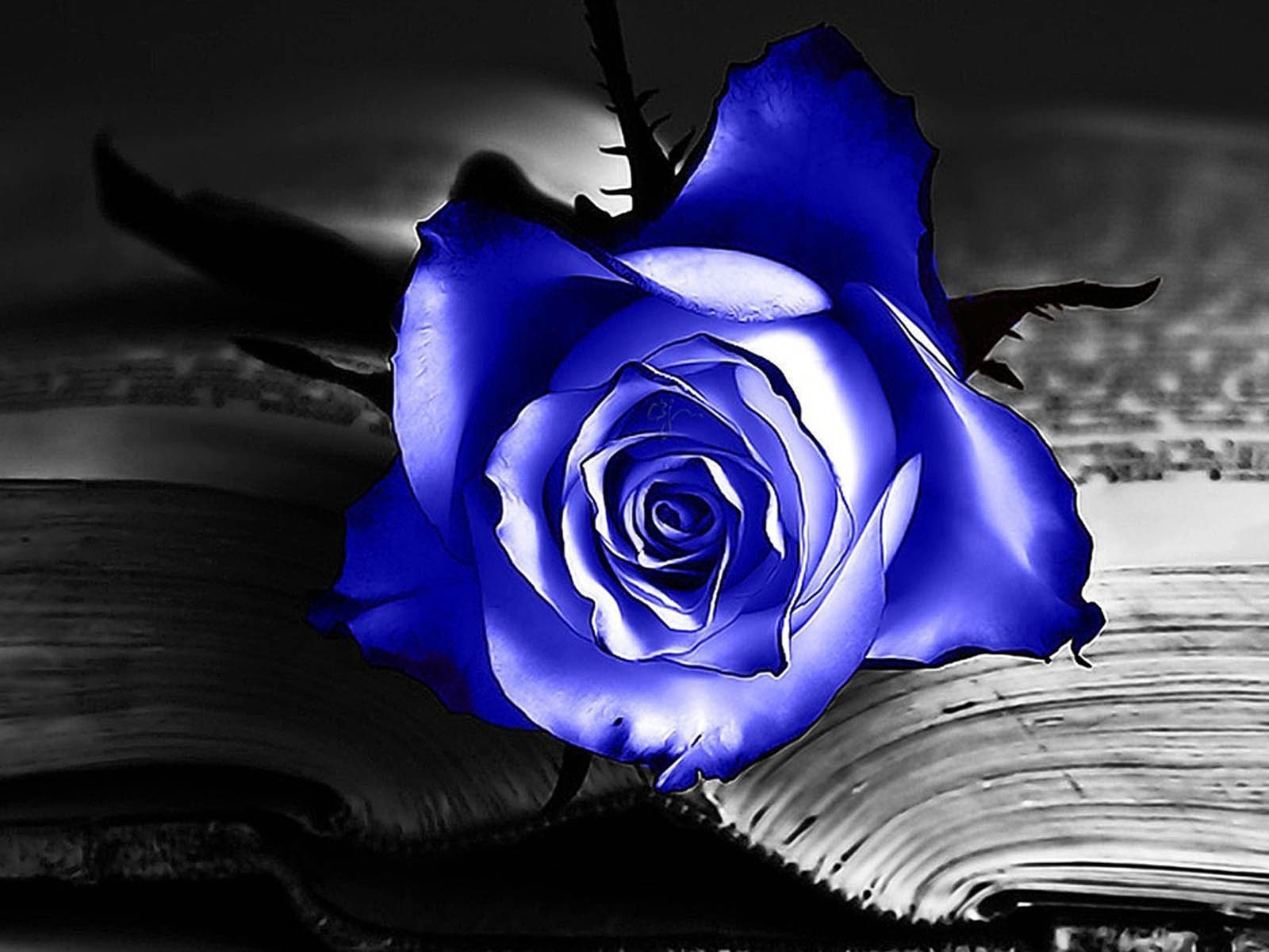 Rosas azules naturales