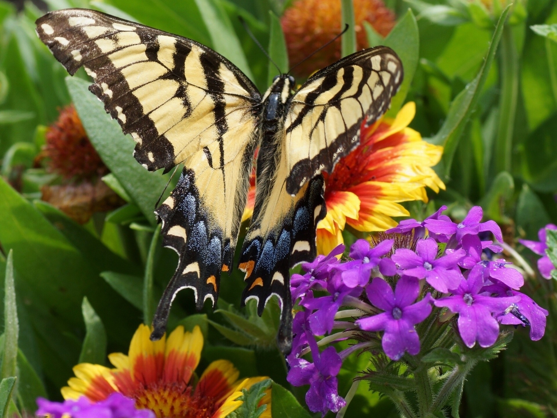 Красивые бабочки на цветах. Бабочка Урания Мадагаскарская. Парусник Алексанор бабочка. Бабочка на цветке.