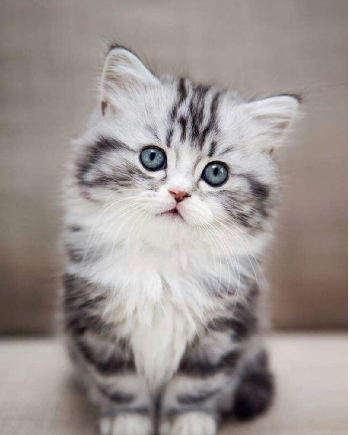 Кошка красивая маленькая. Красивые котята. Котята милашки. Пушистые котята. Маленькие котята пушистые.