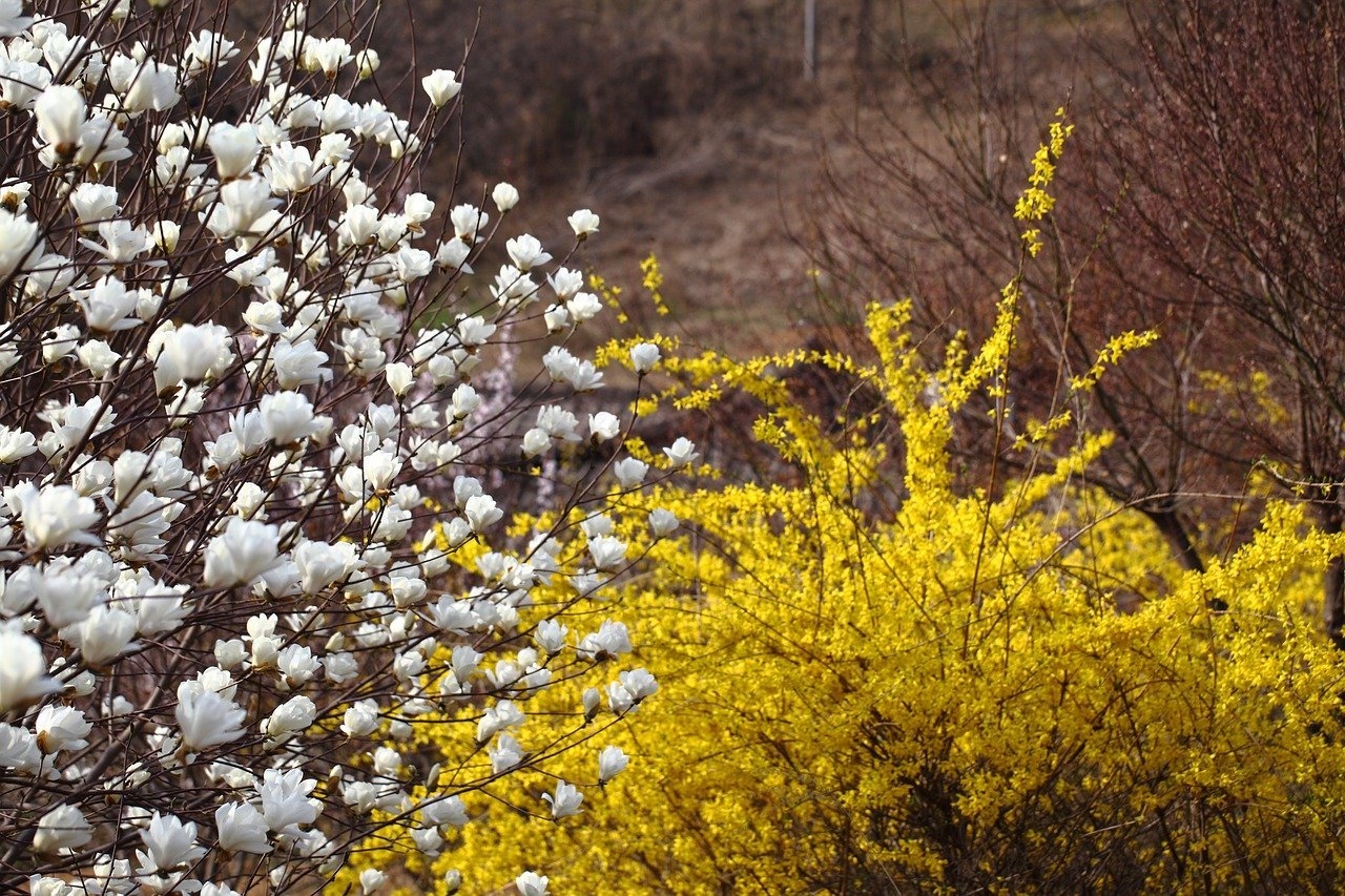 Куст цветущий ранней весной желтым цветом. Форзиция белая. Верба Магнолия. Форзиция и Магнолия. Листья форзиции Вергилии.