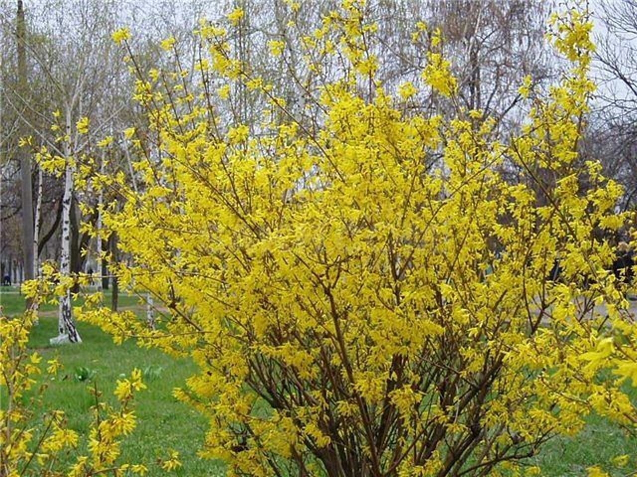 Желтый кустарник название цветущий весной фото. Форзиция Овата. Форзиция ovata. Форзиция Forsythia ovata.. Форзиция яйцевидная.