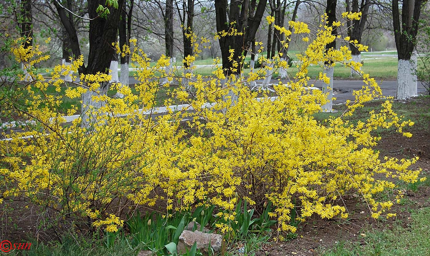 Желтый кустарник название цветущий весной фото. Форзиция европейская — Forsythia europaea. Форзиция яйцевидная. Форзиция Линвуд. Форзиция Медоуларк.
