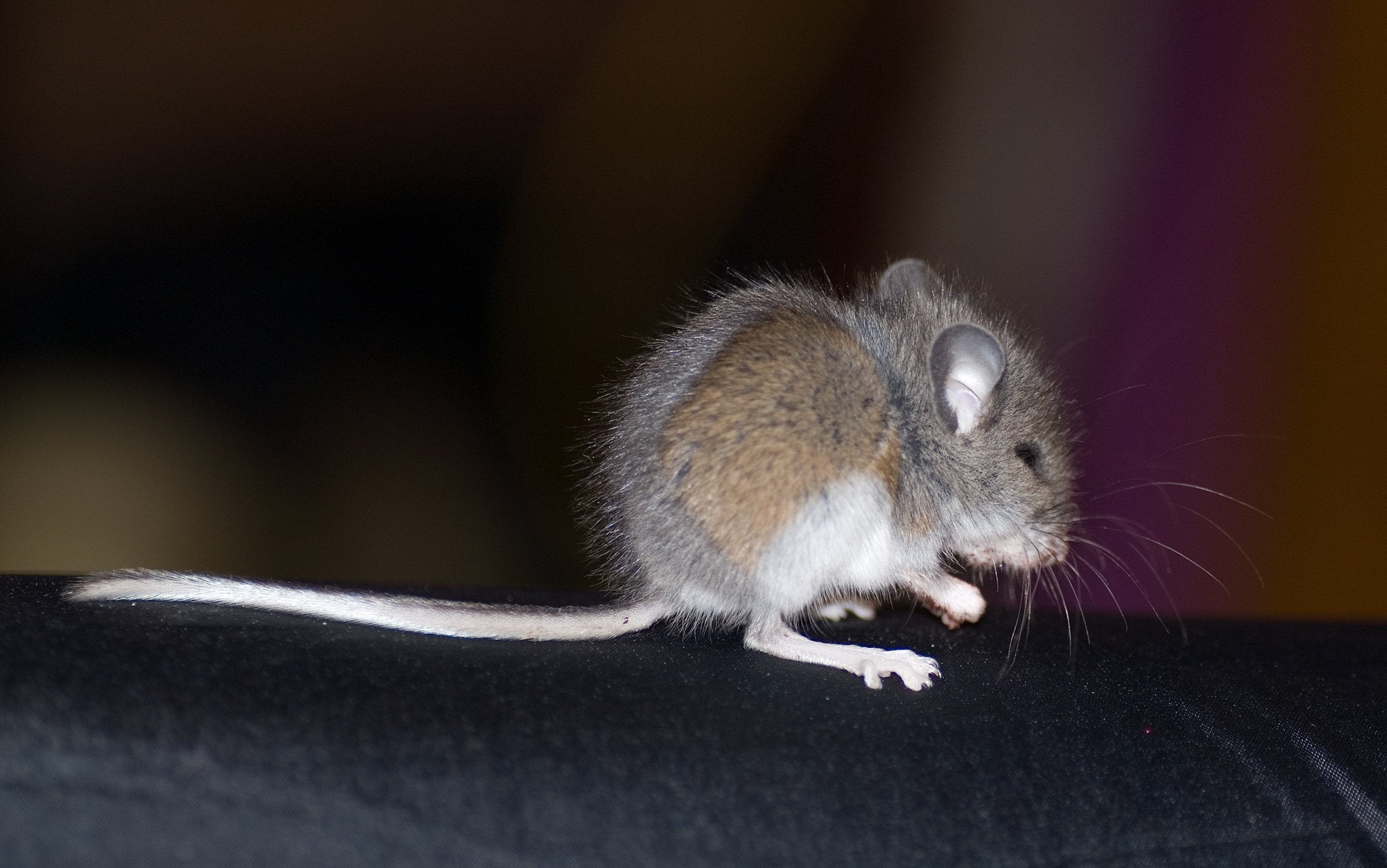Мыши являются. Мышка. Маленькие мышки. Маленькая мышь с длинным хвостом. Маленький мышонок.