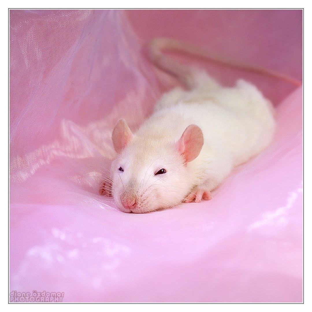 Домашние белые мыши. Сирийский хомяк альбинос. Крыса Дамбо альбинос. Крыса белая альбинос Дамбо. Крысята Дамбо альбинос.