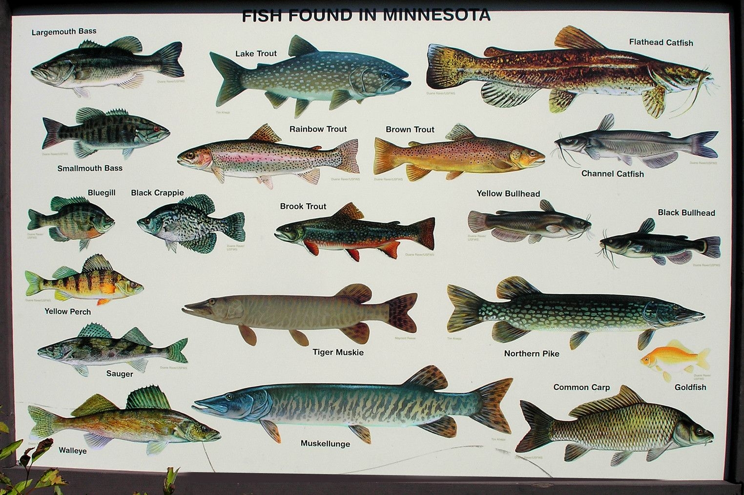 Рыбы которые водятся в озере. Черноземье Речная рыба. Пресноводная рыба Озерная Речная. Название речных и озерных рыб. Рыба в Волге.