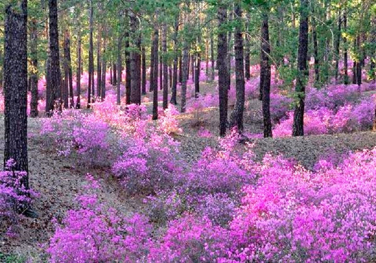 Розовый цветок в лесу. Рододендрон Даурский. Рододендрон Даурский в лесу. Рододендрон Даурский багульник. Багульник и Вереск.