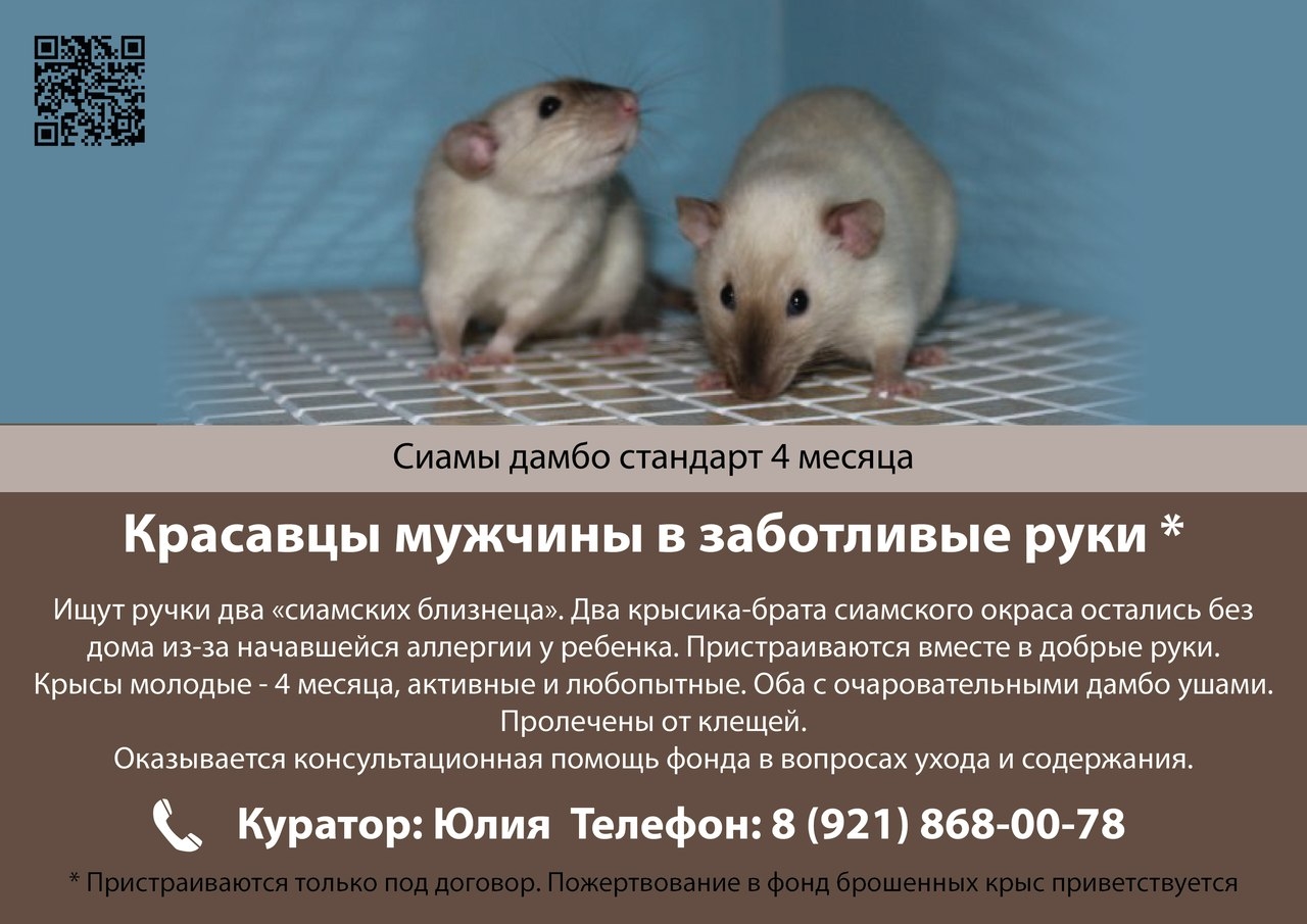 Дамбо размеры. Размер крысы Дамбо по возрасту. Крыса стандарт и Дамбо. Уши Дамбо у крыс и стандарт. Крыса по возрасту месяц.