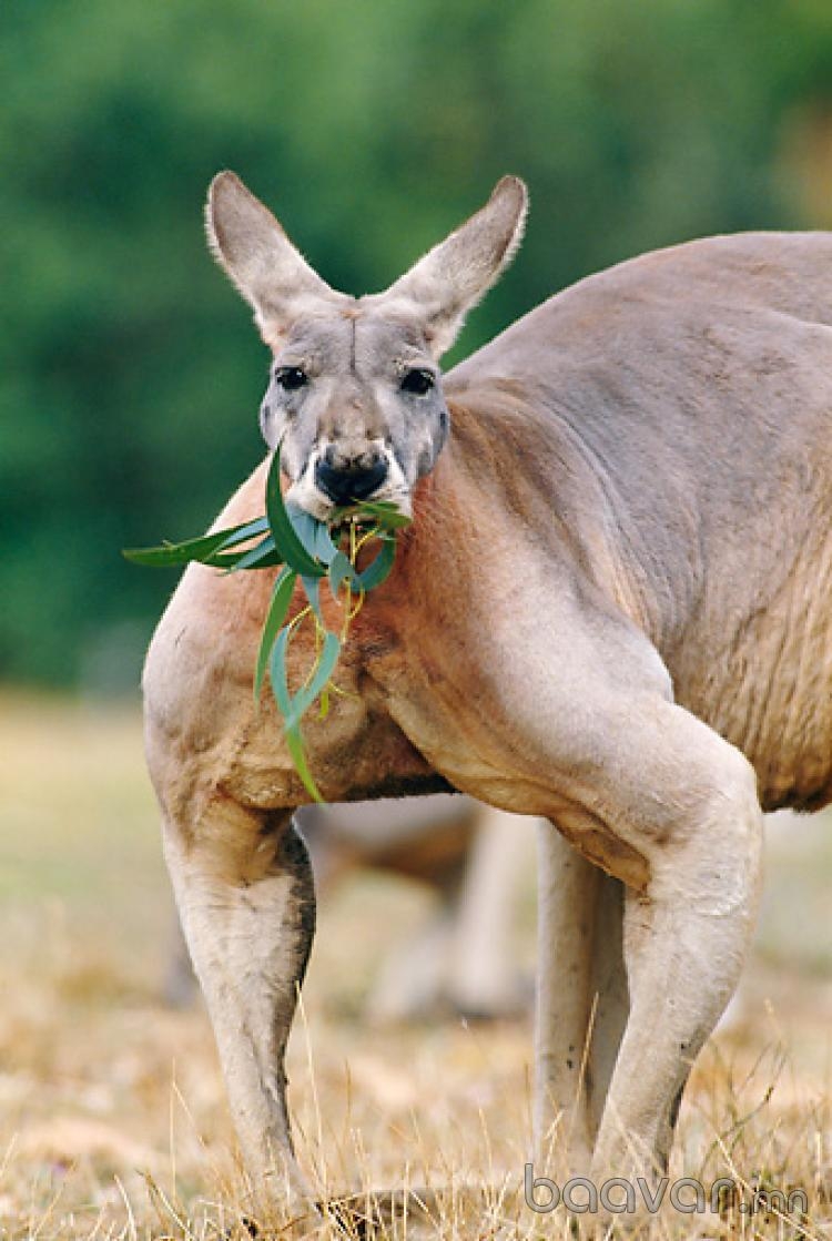 Признаки сильного самца. Самый накаченный кенгуру Роджер. Мускулистый кенгуру. Кенгуру Роджер из Австралии. Африканский кенгуру.