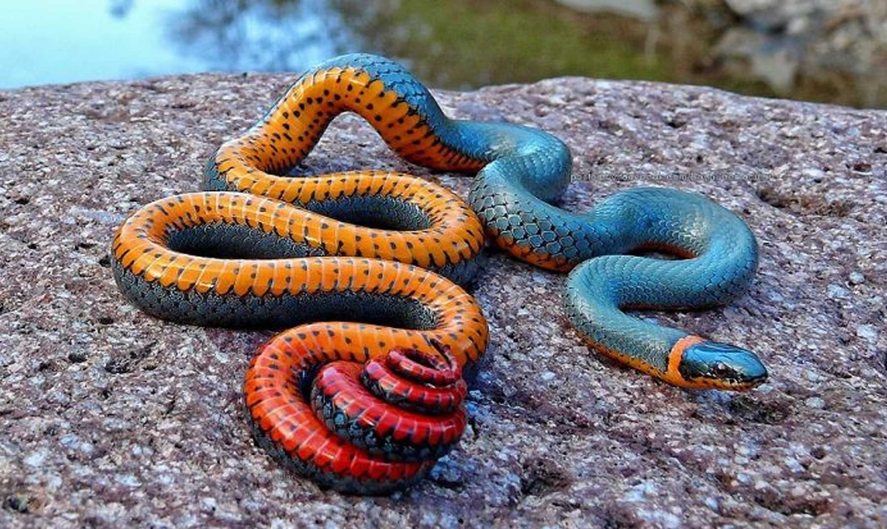 Самые красивые змей в мире. Королевская ошейниковая змея. Точечная ошейниковая змея. Красноголовый Крайт змея. Краснобрюхий полоз.
