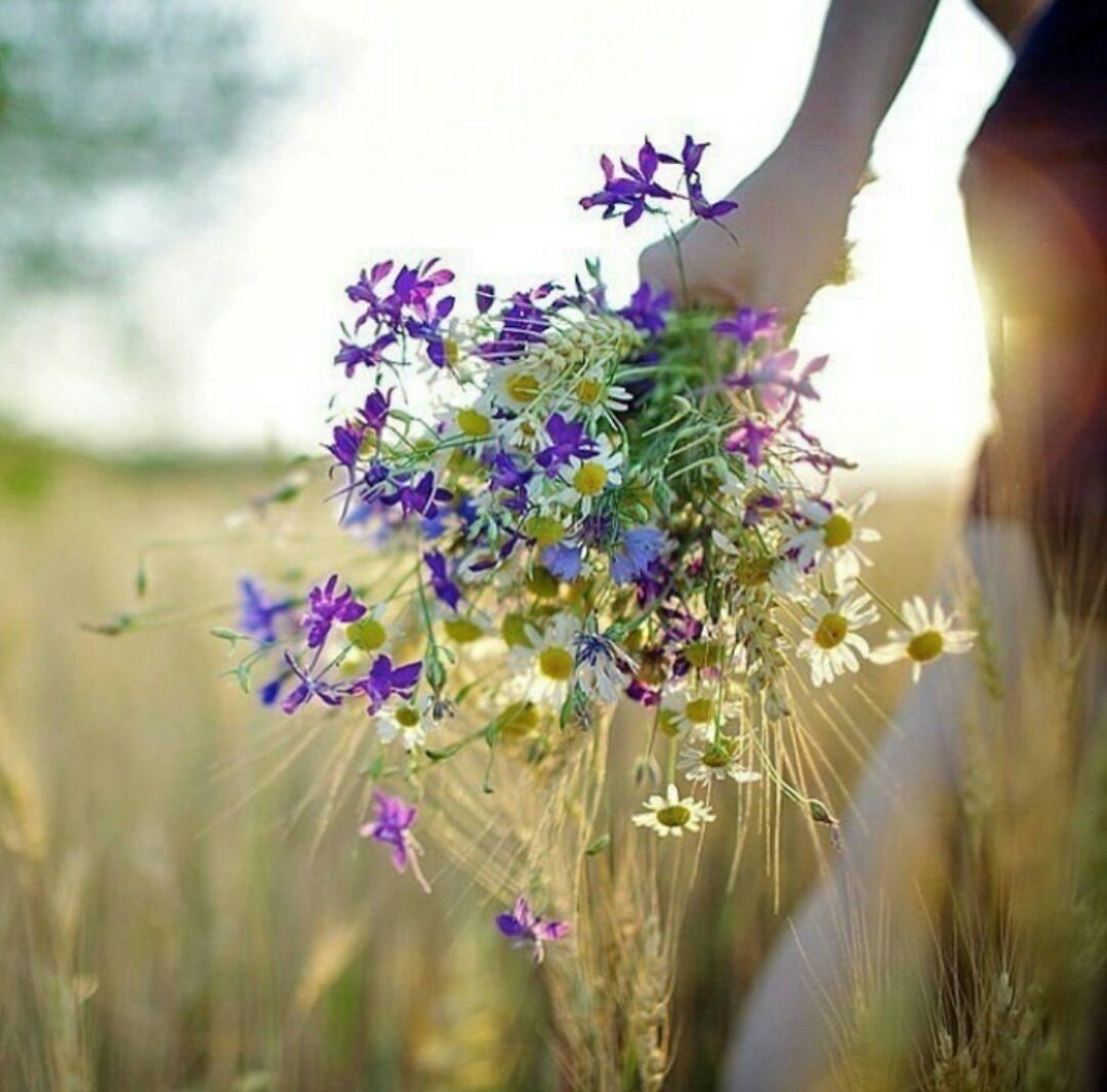 Крестовик цветок полевой