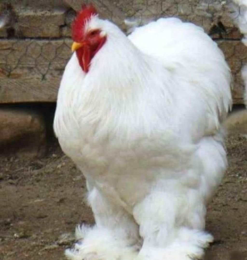 Большая курица фото. Брама кохинхин Фавероль. Куры Брама кохинхин. Кохинхин белый. Цыплята кохинхин, Брама, Фавероль.