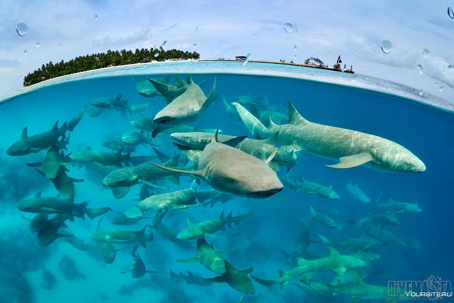 Нападение мальдивы. Рифовые акулы на Мальдивах. Черноперая рифовая акула Мальдивы. Рифовые акулы на Бали. Скат хвостокол Мальдивы.