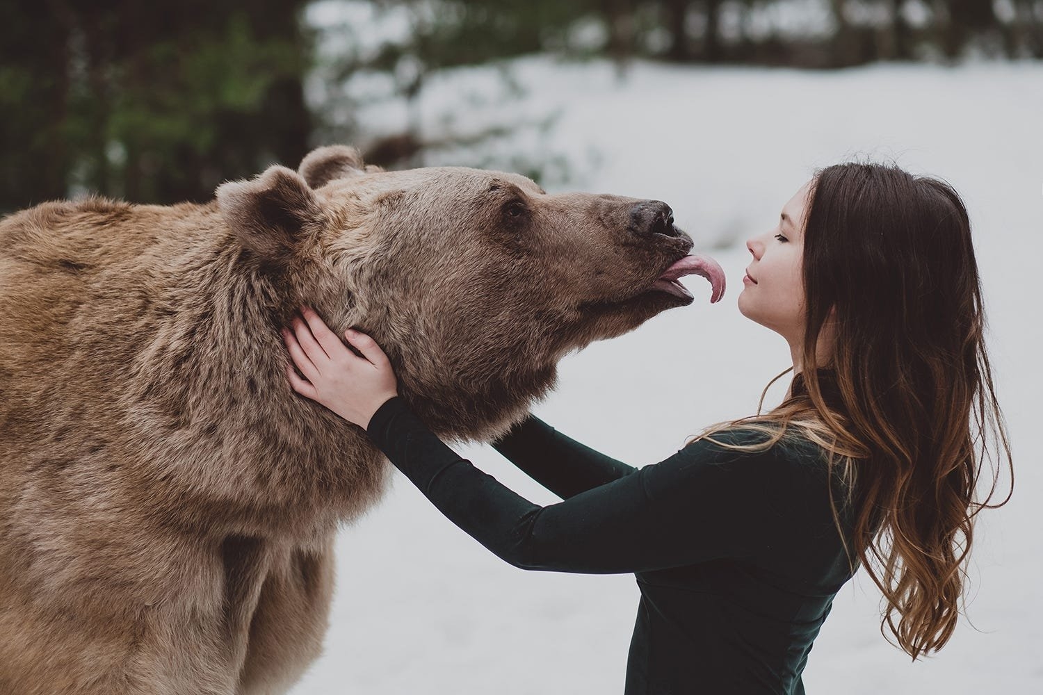 Встреча с медведем. Ольга Баранцева. Ольга Баранцева фотограф. Ольга Баранцева и медведь Степан. Медведь и человек.