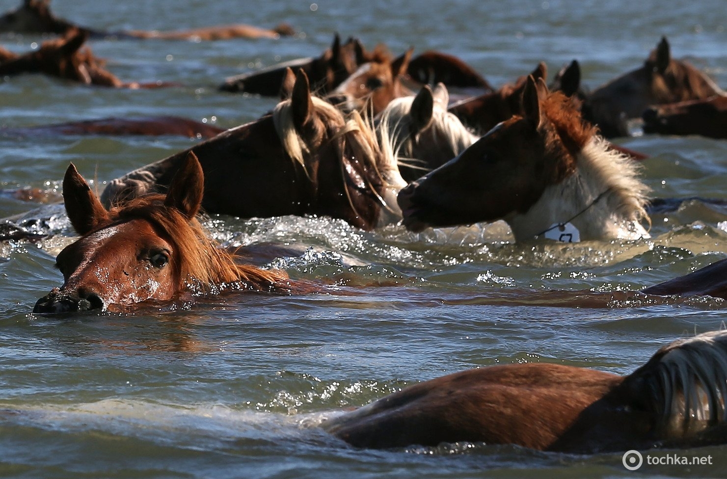 Wild horse islands the hunt. «Лошади в океане» Николая Гусарова. Слуцкий лошади в океане. Слуцкий лошади умеют плавать. Лошади в океане (1989).