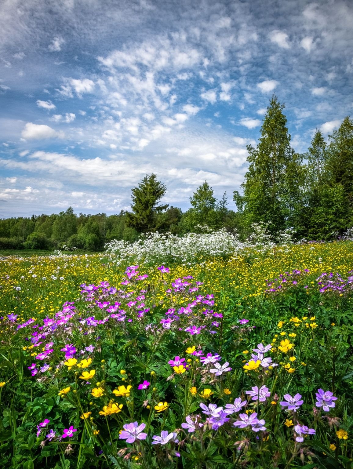 фото луговых и полевых цветов