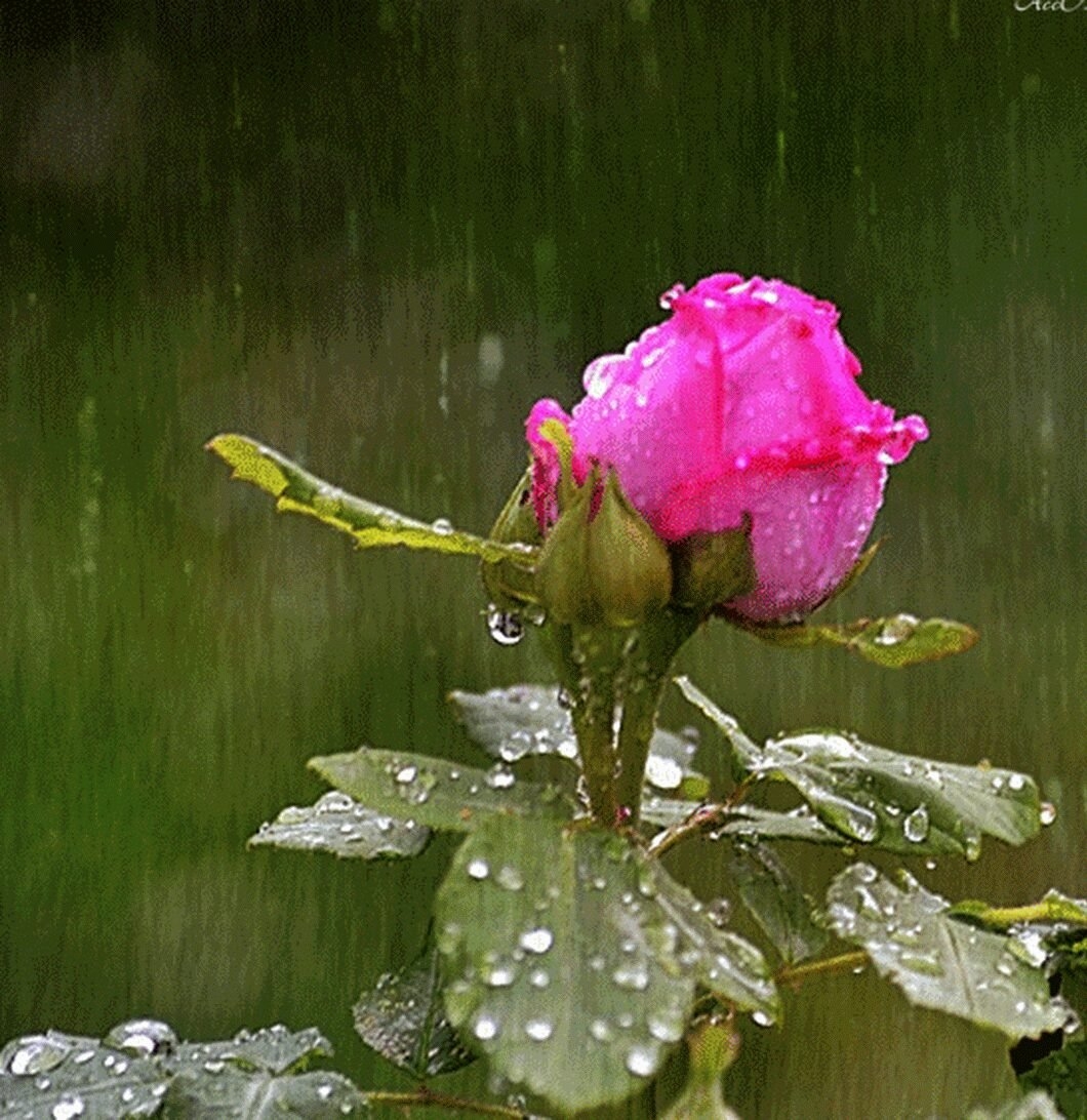 цветы дождя фото цветов